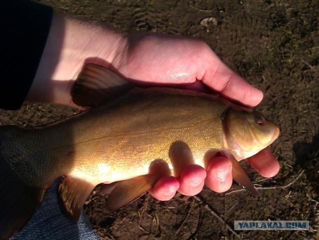 Рыбалка в ближайшем подмосковье