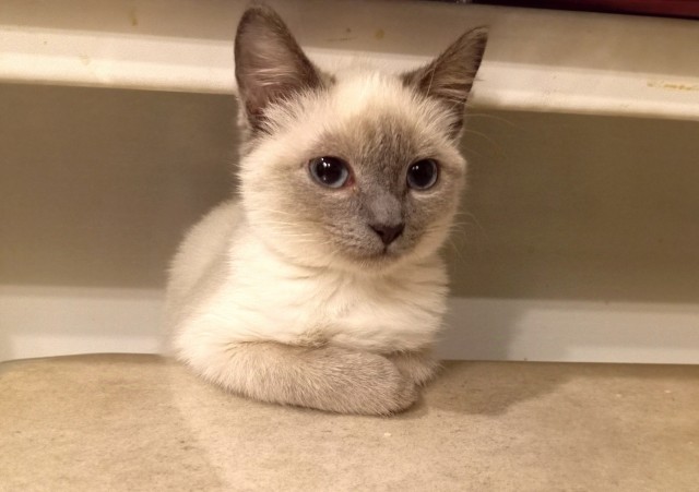 Котовторник