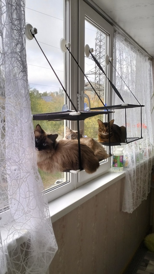 Кошачий «телевизор»: зачем коты часами смотрят в окно?