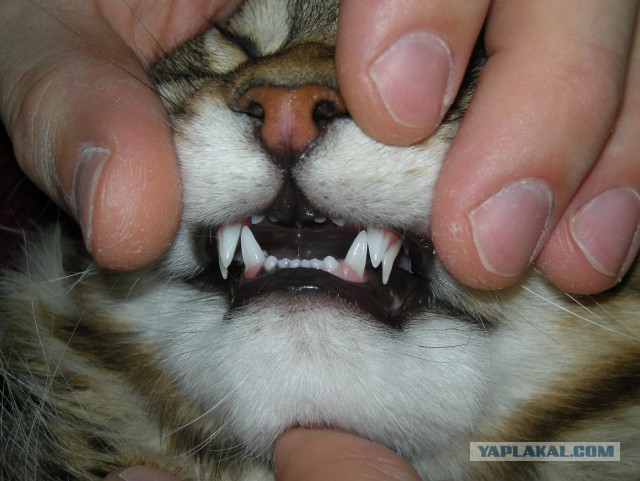 Немного о  Мейн Куне.