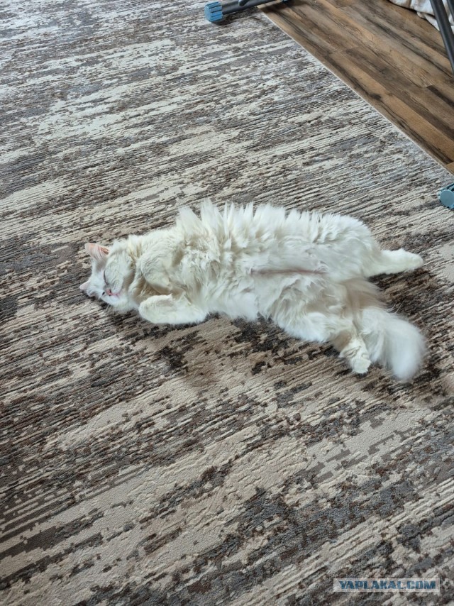 Моя кошка тов. майор...