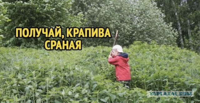 Мемы и картинки