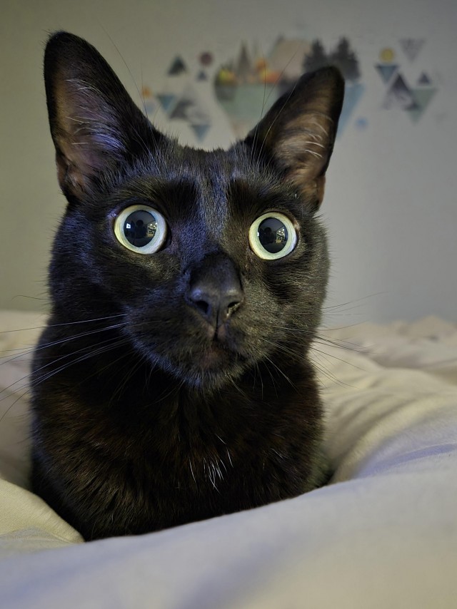 Когда у Пустоты есть глаза (котовторник)