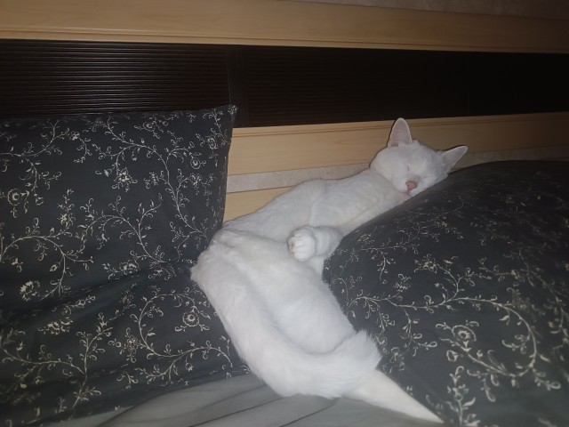 Котовторник скоро.