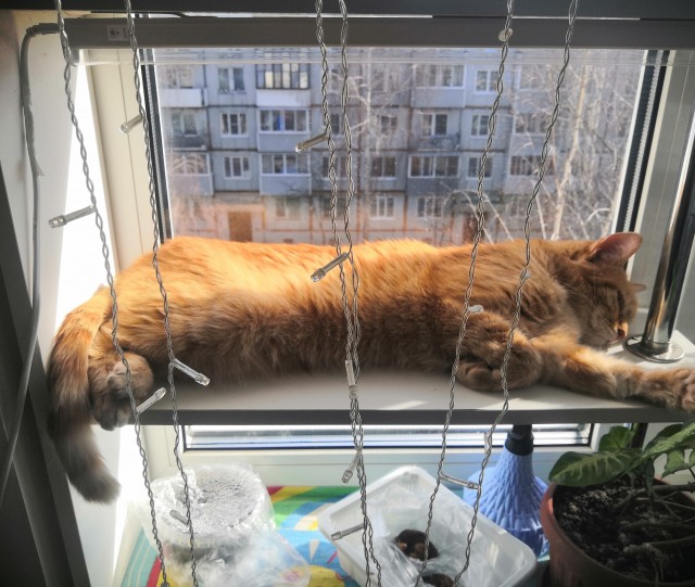 Было-стало тред (котовторник)