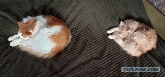 Мастерство синхронизации