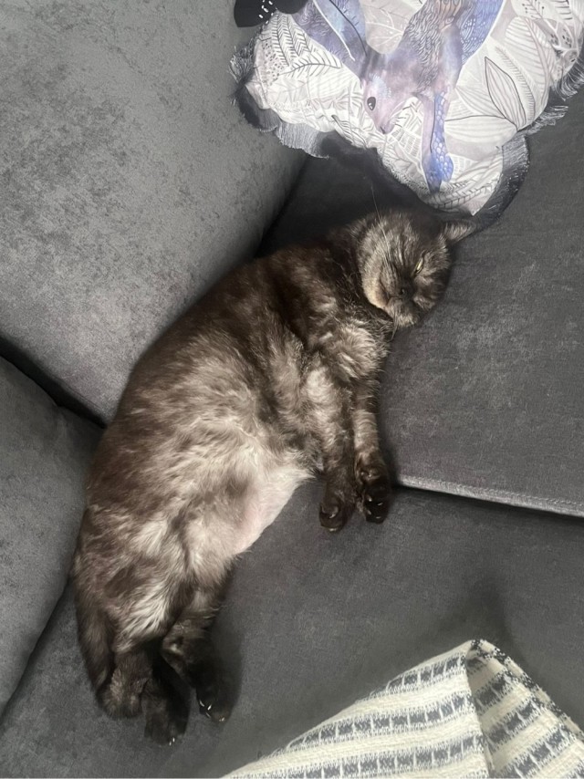 К котовторнику