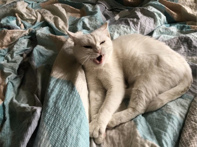 Котовторник же!