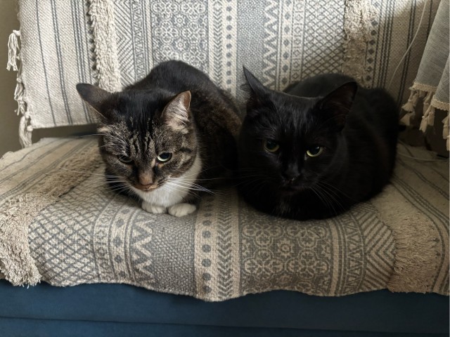 Котовторник снова!
