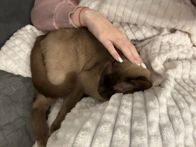 Котовторник