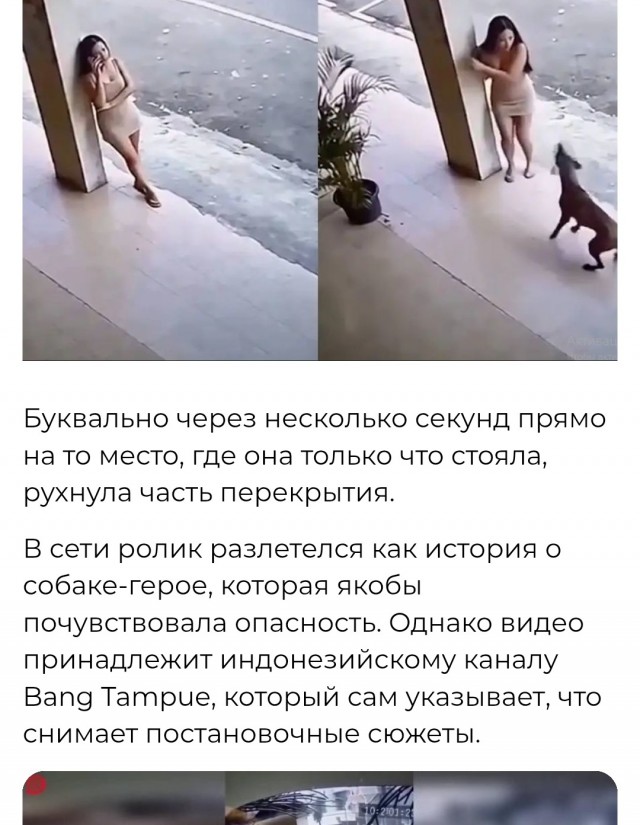 Перевожу с собачьего.