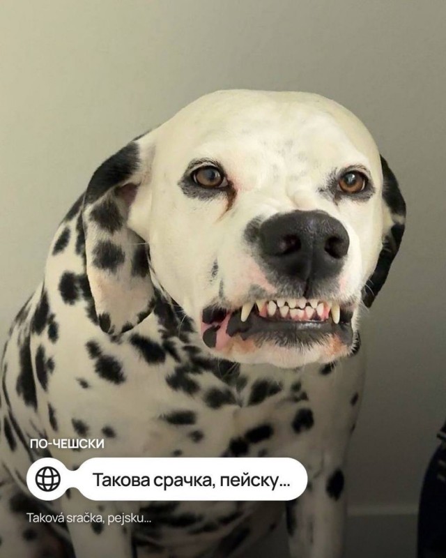 9 мемов про собачку на разных языках