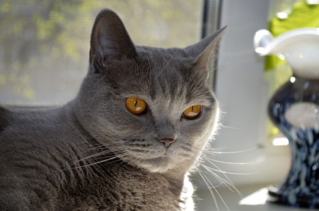Котовторник 29.04.14.