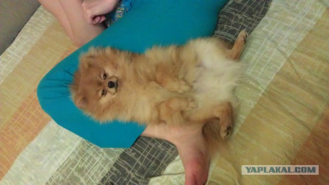 21 повод быть благодарным собаке