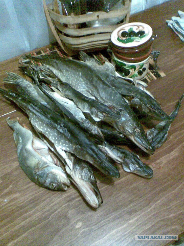 ЯП нежданчик