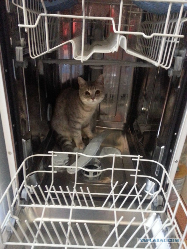 Котовторник 23.12.2014