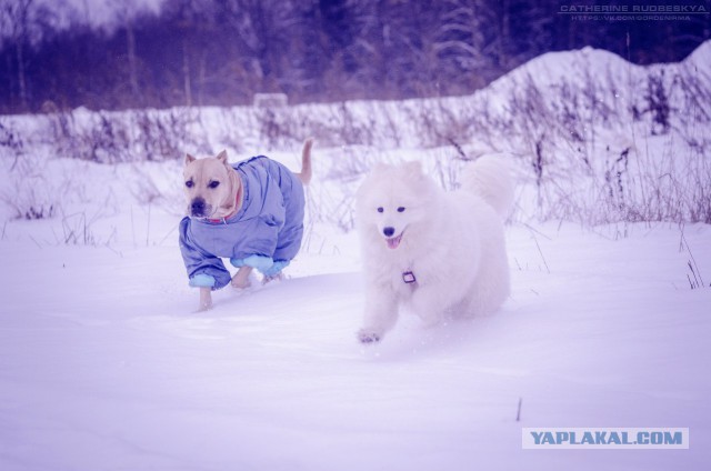 Самоедская лайка