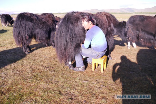 Монгольские социальные сети...