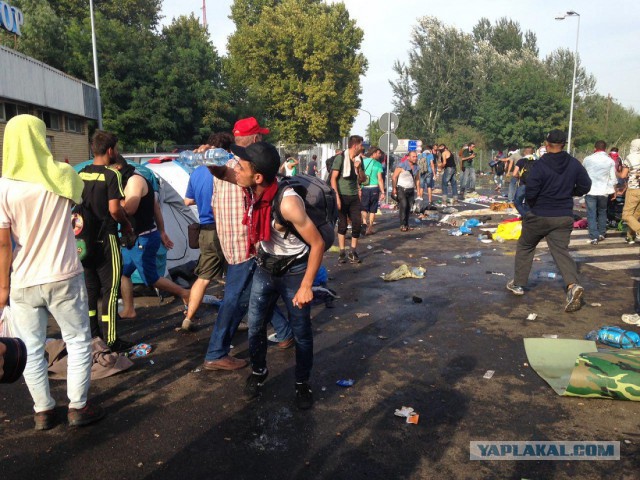 Мигранты начали штурм границы Венгрии