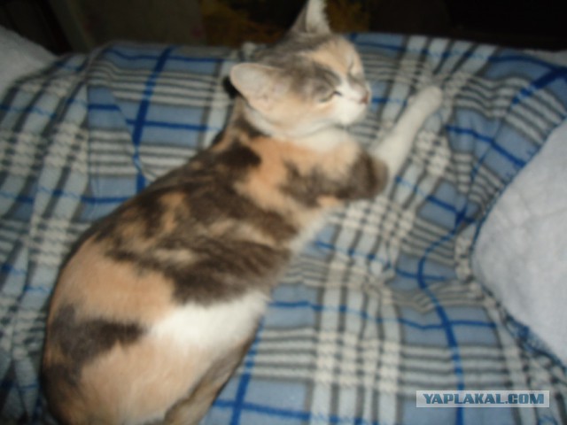 Мой личный котоленд 4