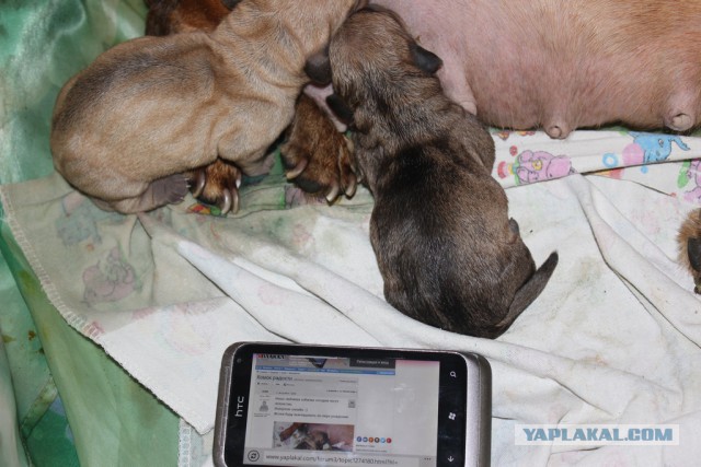 Комок радости