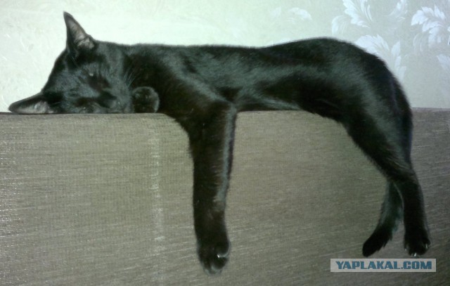 Котовторник - начало