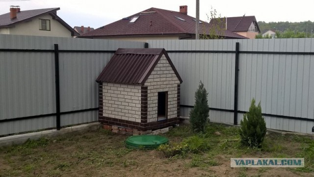Тибетский мастиф