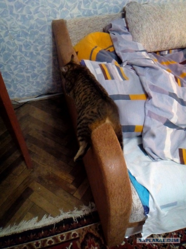 Котовторник 28.02.2017