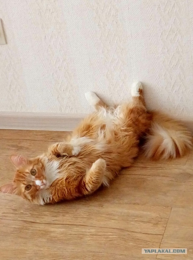 Котовторник 28.03.2017
