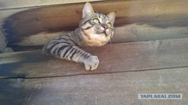 Русские аборигены. Сделаны в России
