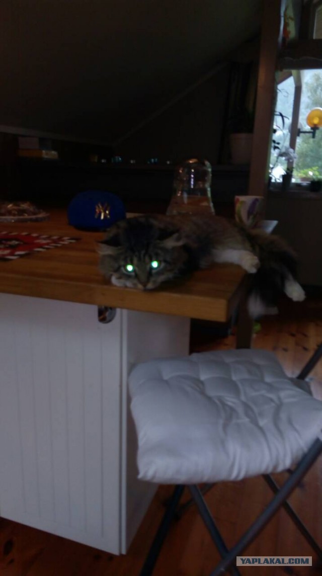 Котовторник 31.10.2017