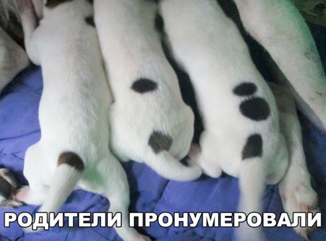 Подборка забавных животных