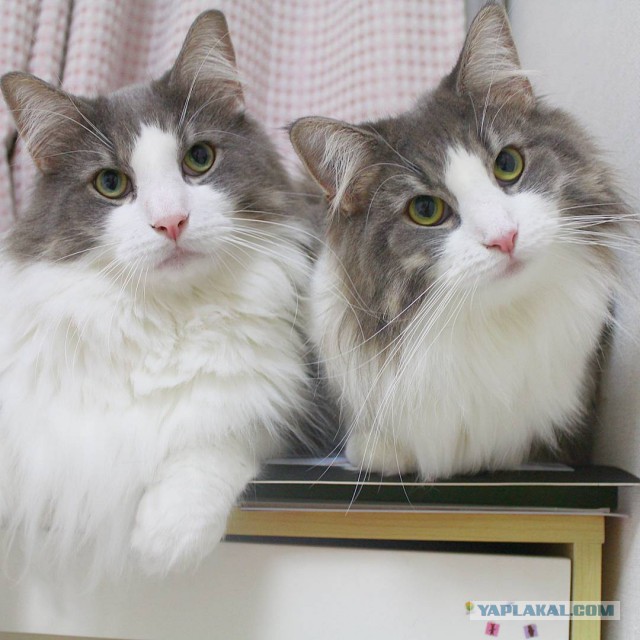 Котовторник 28.11.2017