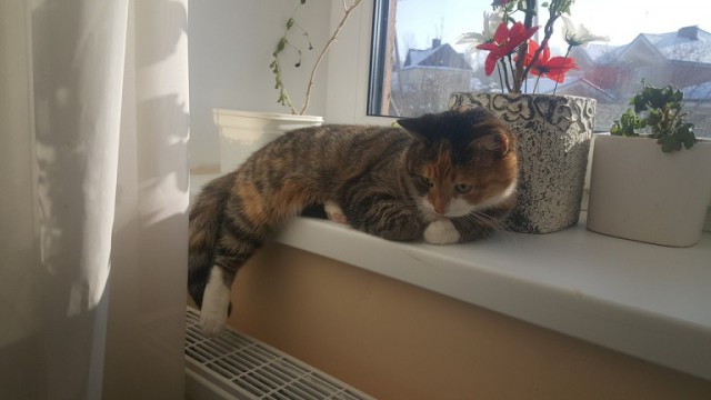 Котовторник 20.02.18