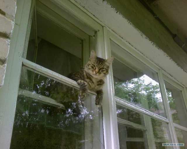 Котовторник  на  ЯПлакалъ