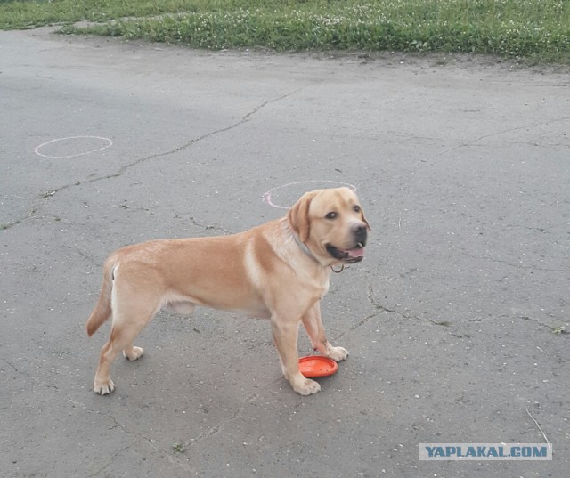 Их глаза... (собакочетвергу посвящяется)