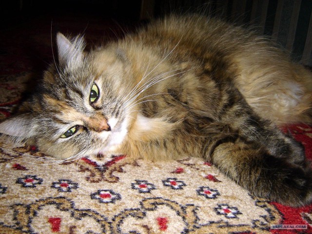 Котовторник?