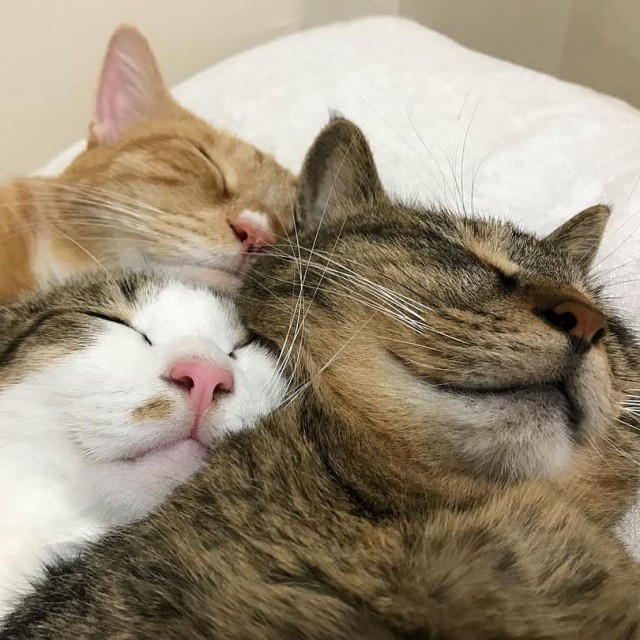 Прикольных котов пост