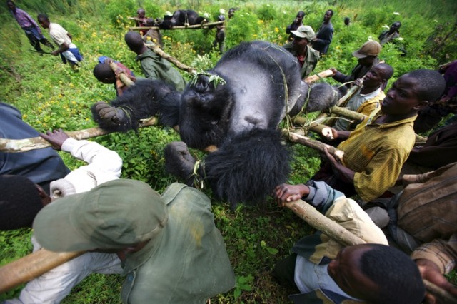 Убийство в Национальном парке Virunga (+18)