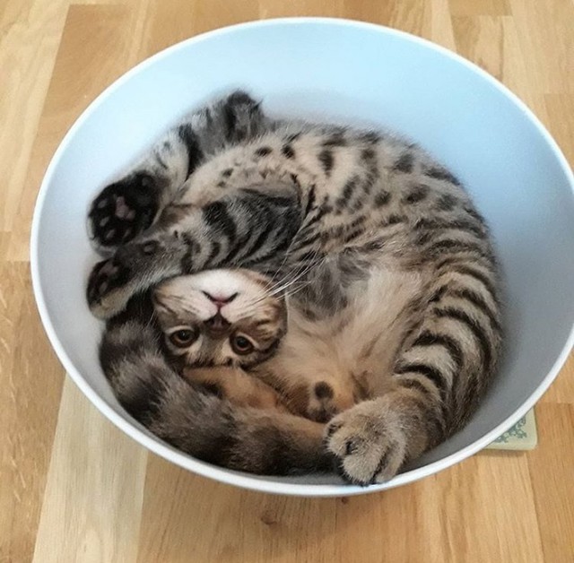 Прикольных котов пост