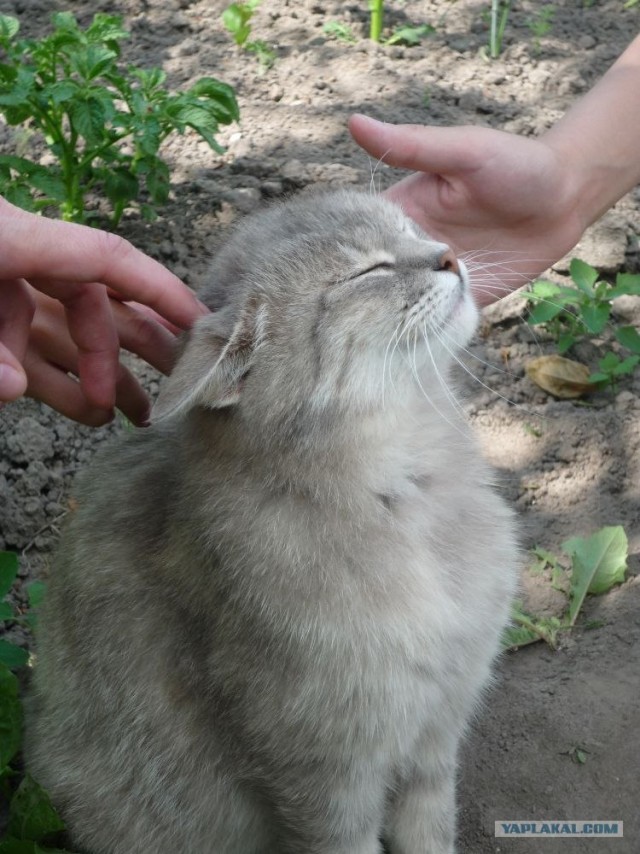 Котовторник, для любителей кошек