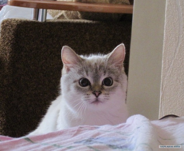 Котовторник 22.11.11
