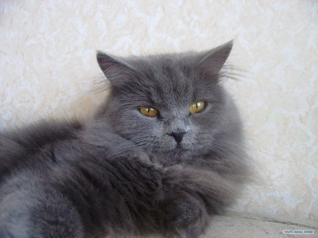Котовторник (10.01.2012)