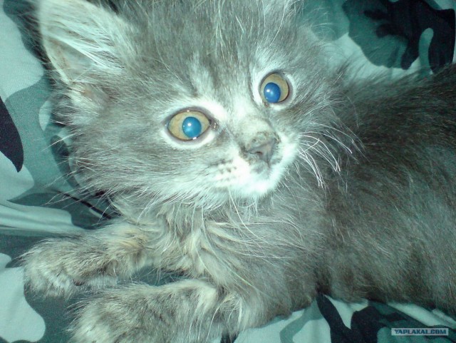 КОТОВТОРНИК (6.03.2012)