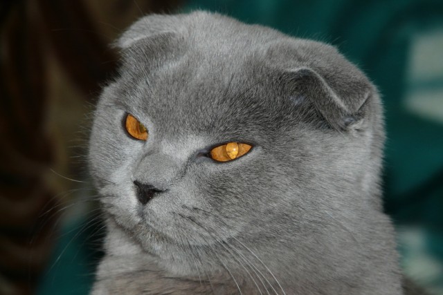 Котовторник! 13.03.2012