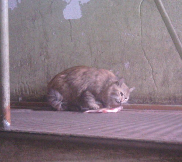 Кот вытесняет из дома. Что делать, помогите!