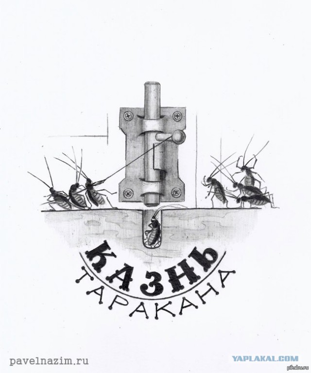 Как живут и размножаются тараканы