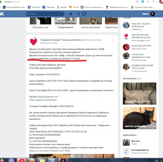 Помогите вернуть кота! Приют "Преданное сердце" украл кота и не отдает!-2