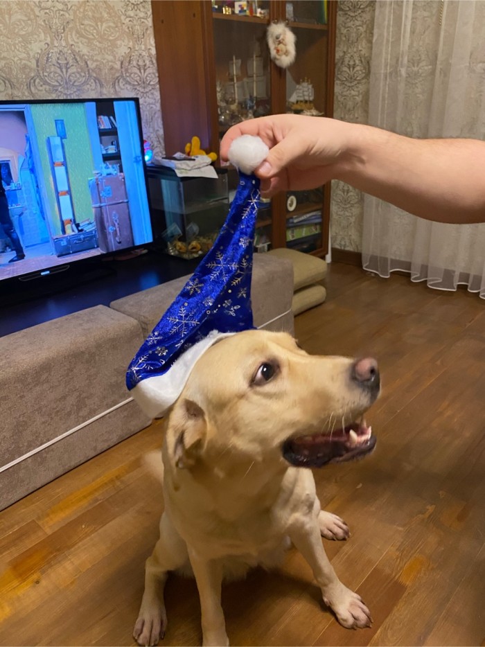 К собакочетвергу