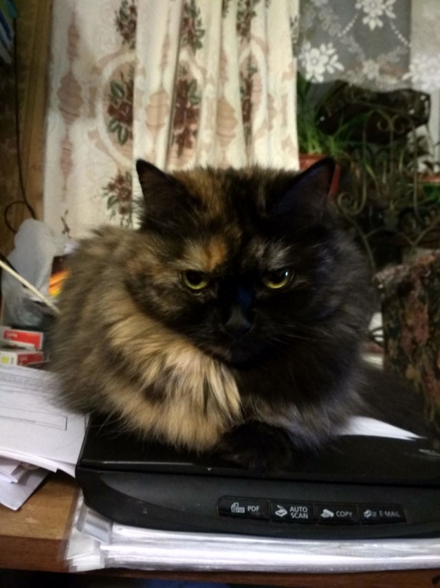 Котовторник 28.01.2020